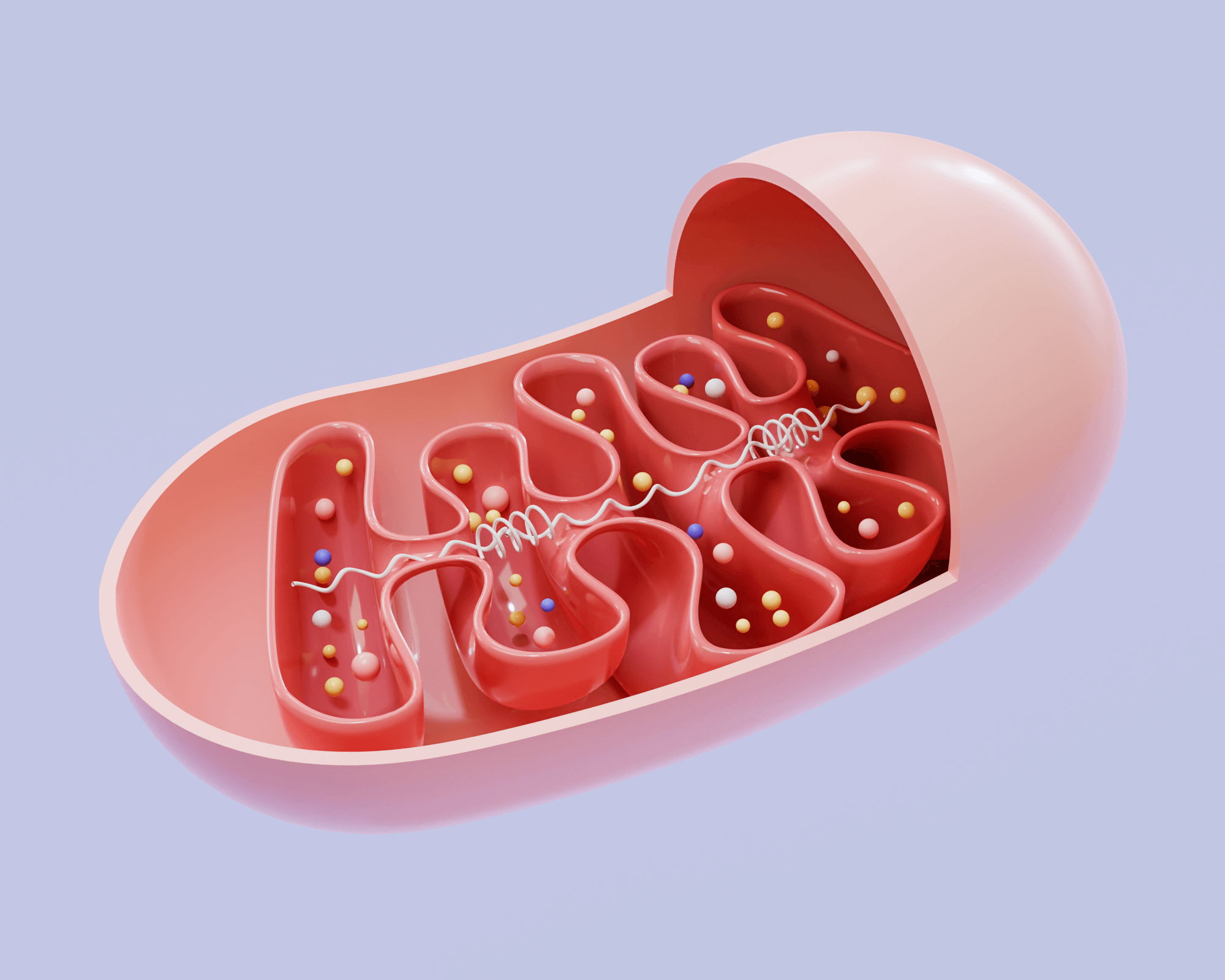 3D Mitochondrion by Daria Miller (Brandmed)